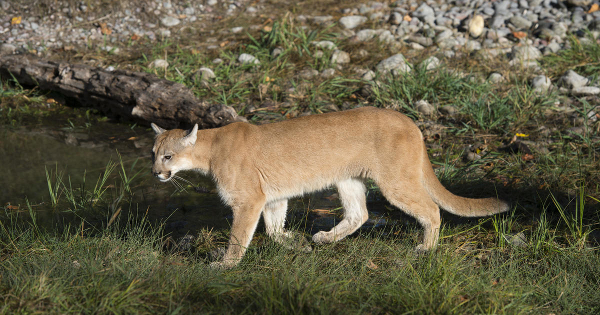 #Cougar attacks 8-year-old camper at Olympic National Park