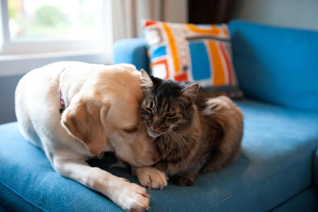 Dog and cat snuggle on a blue sofa 