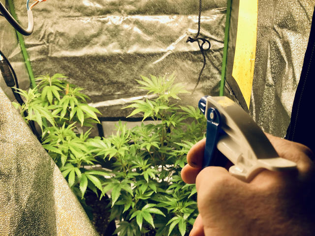 Growing weed at home in Minnesota: Your questions answered - CBS