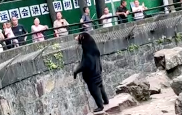 china-zoo-bear-fake.png