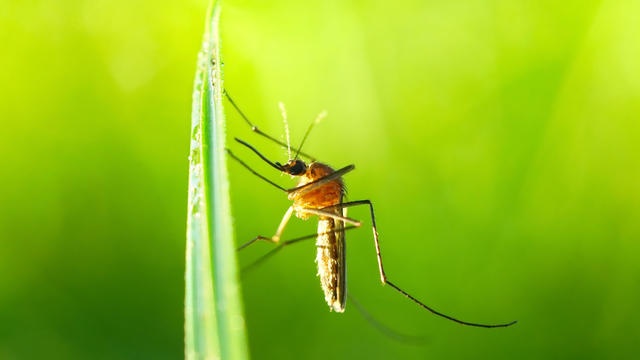 Close-up image of a mosquito sitting on a blade of grass. 