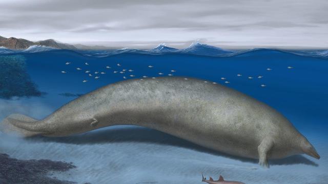 Whale reconstruction Perucetus colossus 