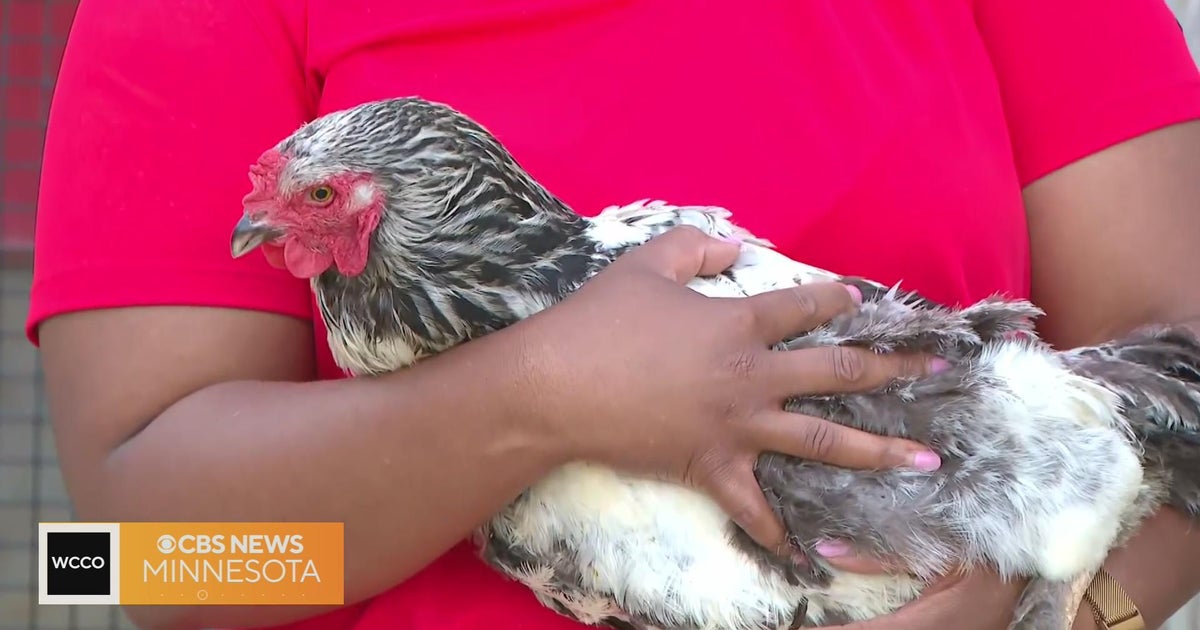 Visiting Gale Woods Farm in CBS Minnesota