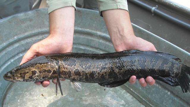 northern-snakehead-pfbc.jpg 