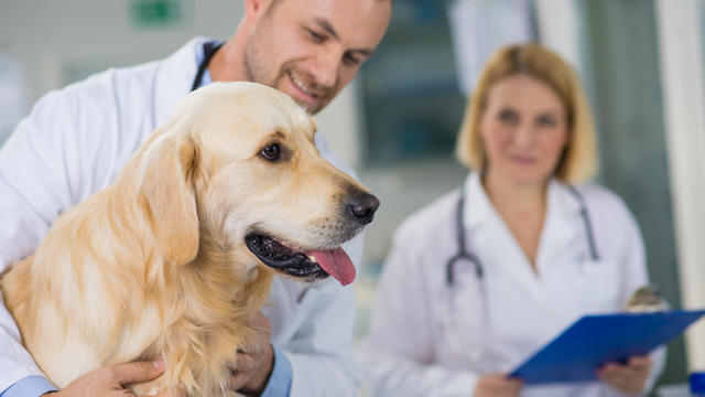 Veterinary Physicians Examining A Dog 