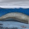 Newly discovered ancient whale could be heaviest animal ever