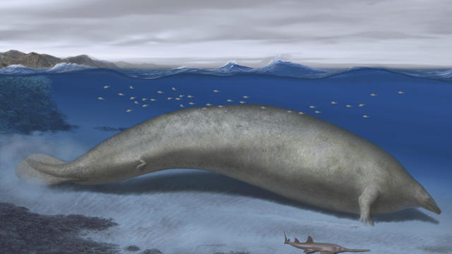 Giant Ancient Whale 