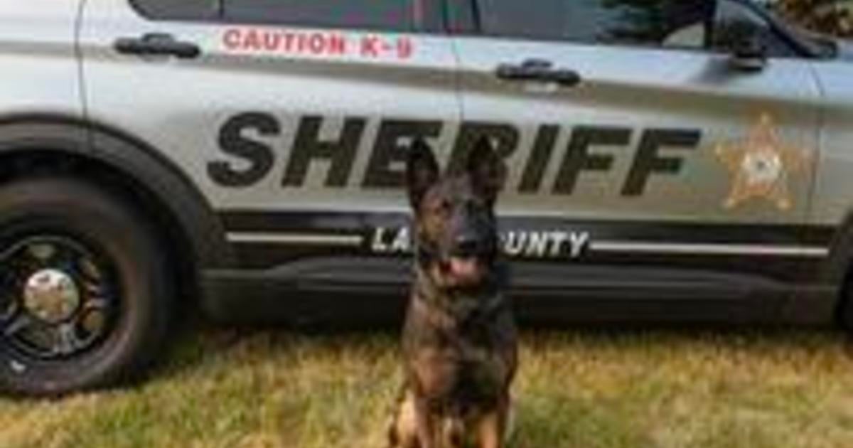 Lake County K9 Axel gets protective vest - CBS Chicago