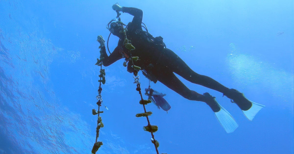 Coral in Florida Keys nursery getting moved to cooler waters