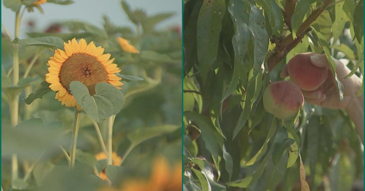 Peach and Sunflower Festival kicks off in PA’s Linvilla Orchards