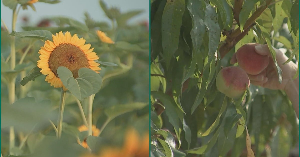 Peach and Sunflower Festival kicks off at PAs Linvilla Orchards Peach and Sunflower Festival kicks off at PAs Linvilla Orchards