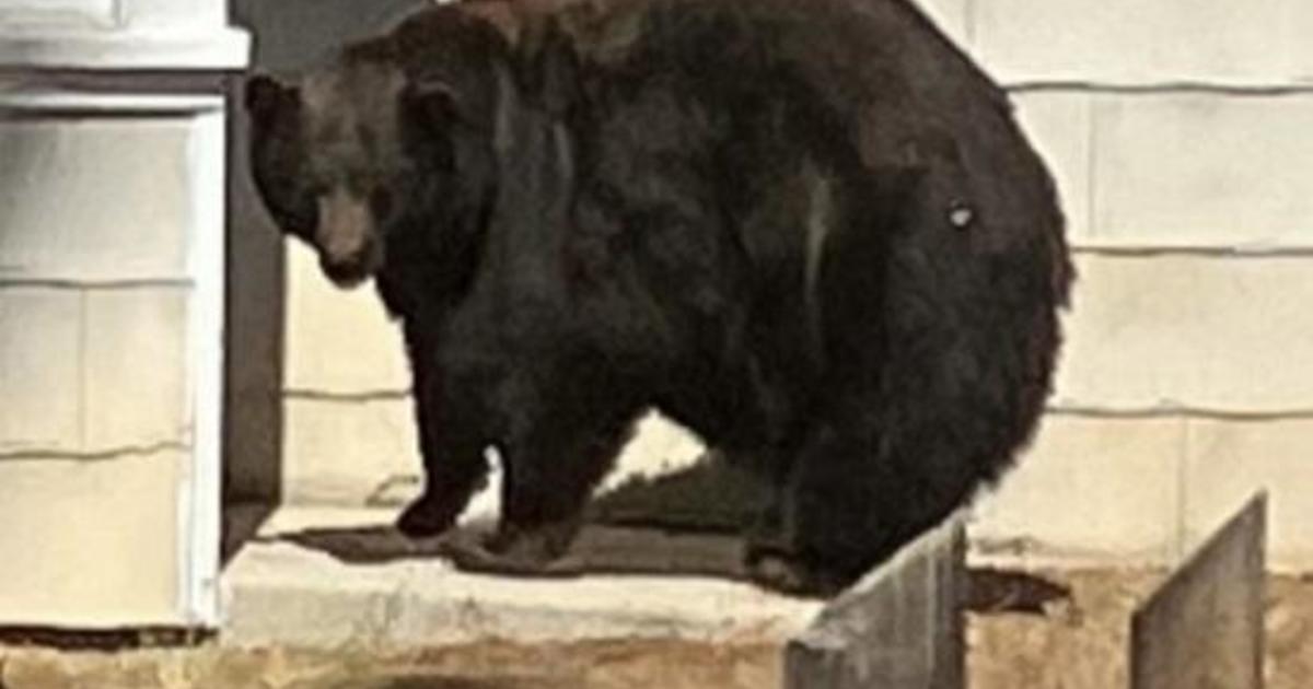 „Ханк Танкът“, мечка от езерото Тахо, свързана с най-малко 21 нашествия в домове, беше заловена