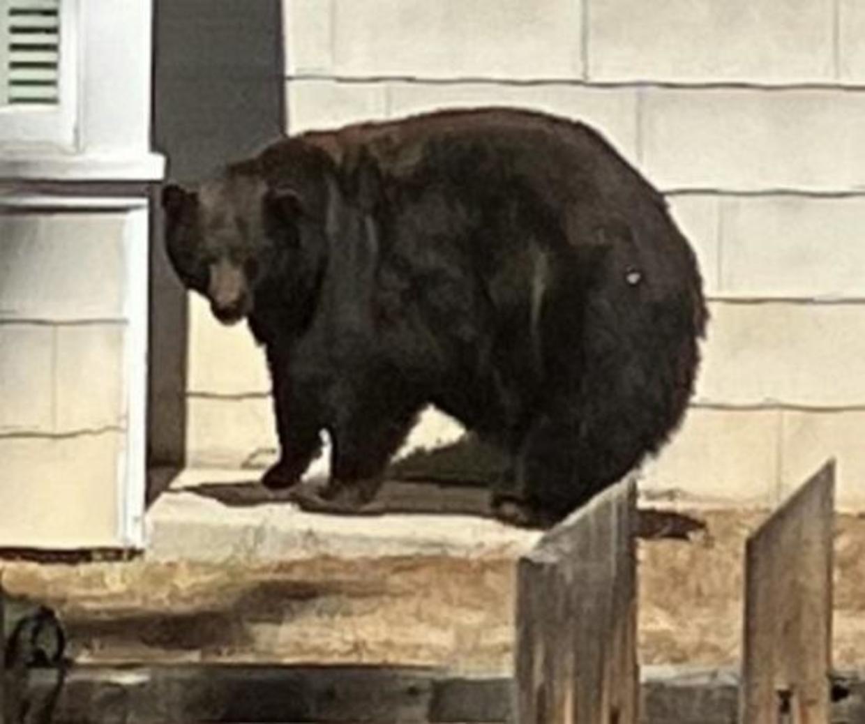 “Hank the Tank,” Lake Tahoe bear linked to at least 21 home invasions, has been captured (cbsnews.com)