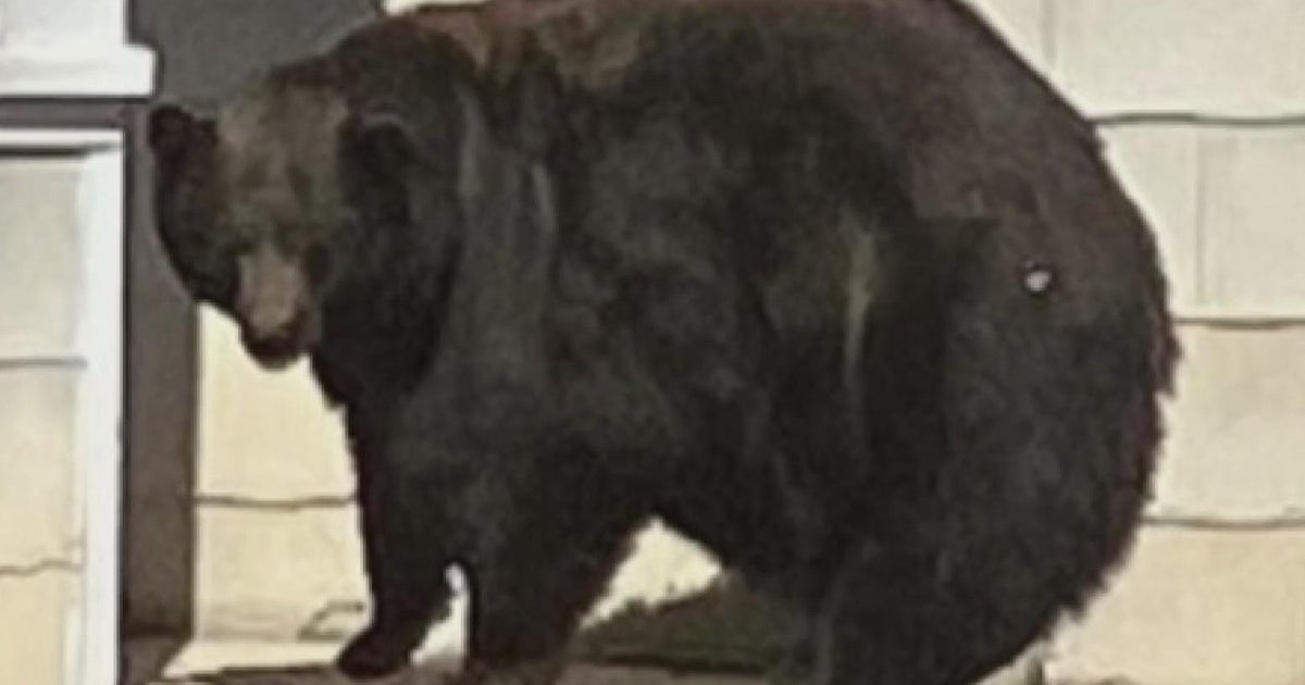 Tahoe bear Hank the Tank accused of several breakins captured with 3 cubs Tahoe bear Hank the Tank accused of several breakins captured with 3 cubs