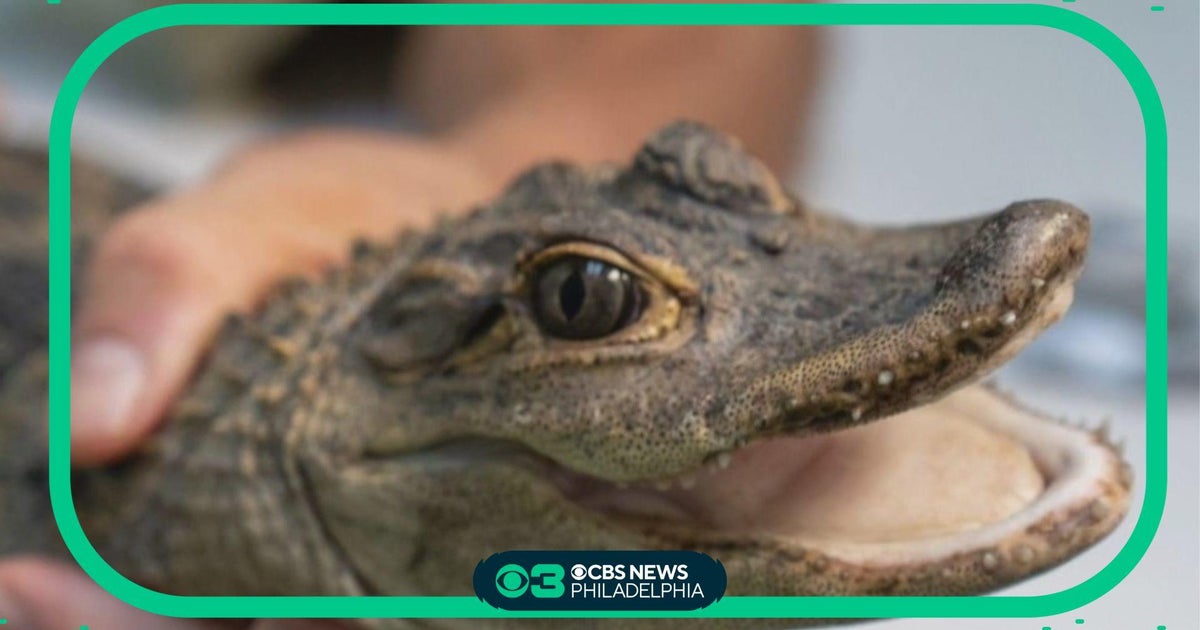Landscapers in Berks County find alligator in creek CBS Philadelphia