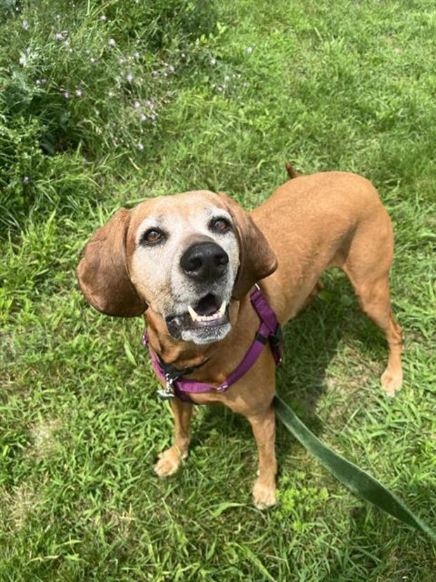 ellie-is-a-seven-year-old-redbone-coonhound-mix-at-nevins-farm-who-is-el.jpg 