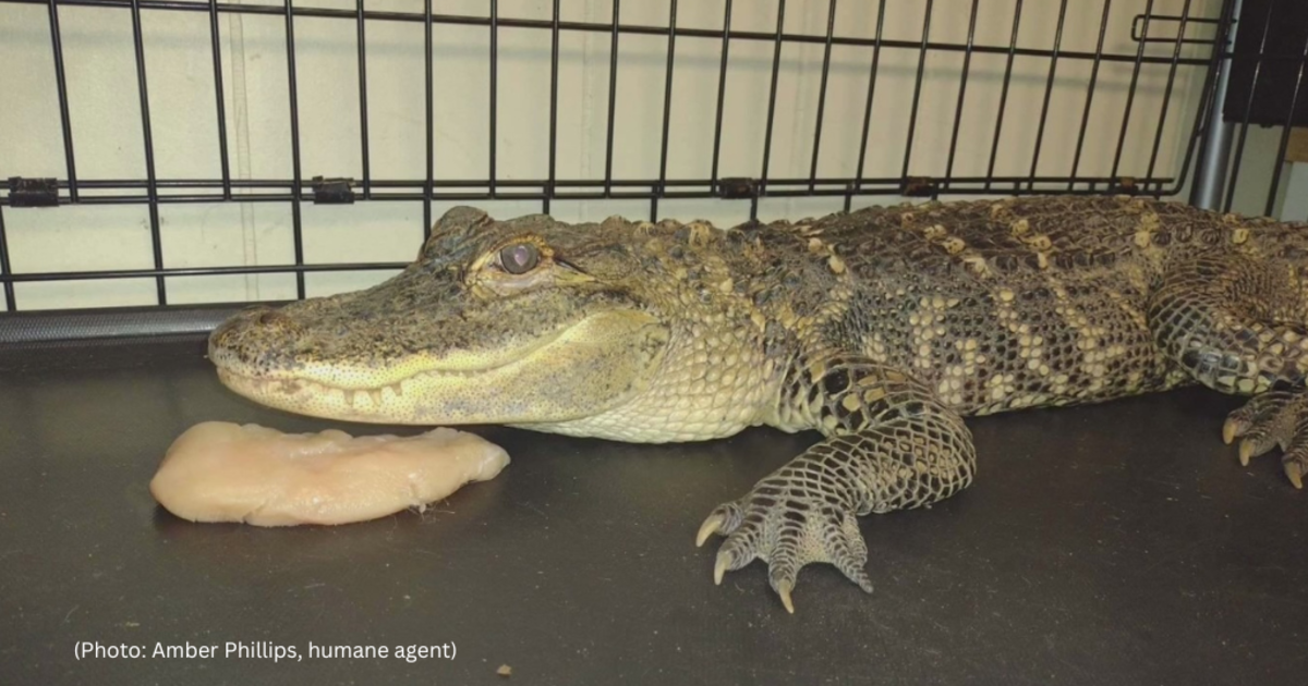 Kayakers catch alligator after several sightings along Kiski River ...