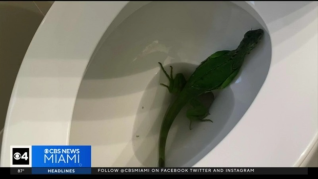 Iguana in toilet 
