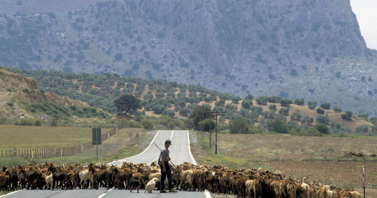 España ve en las cabras una solución a los incendios forestales en medio del calor abrasador