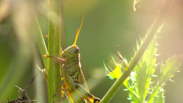 10p-pkg-gq-grasshoppers-wcco3u80.jpg 