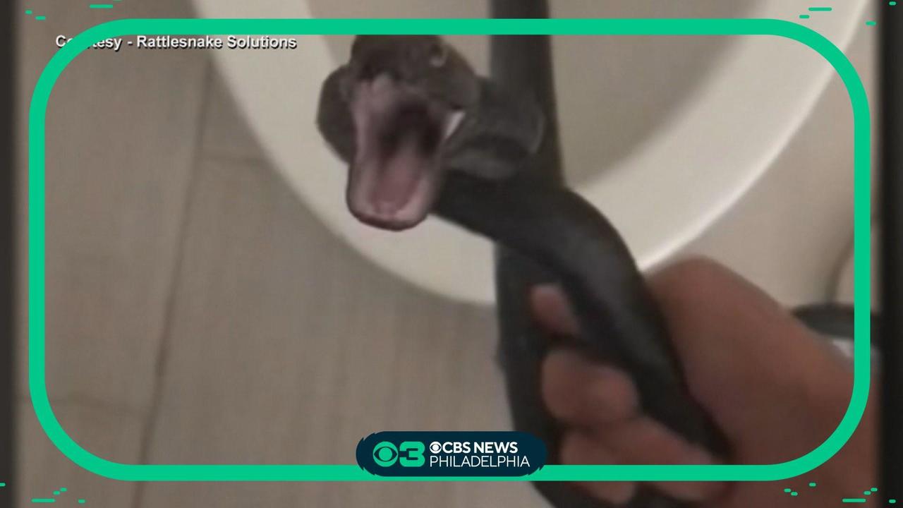 Video shows hissing snake found in Arizona woman's toilet: My worst  nightmare - CBS News