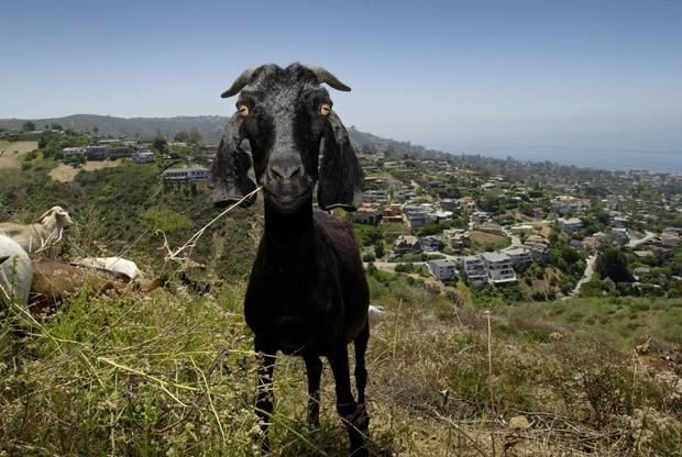 GOATS PROTECT HOUSES FROM FIRE 