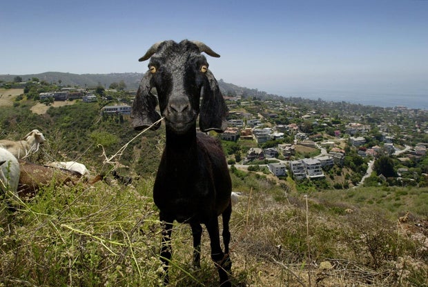 GOATS PROTECT HOUSES FROM FIRE