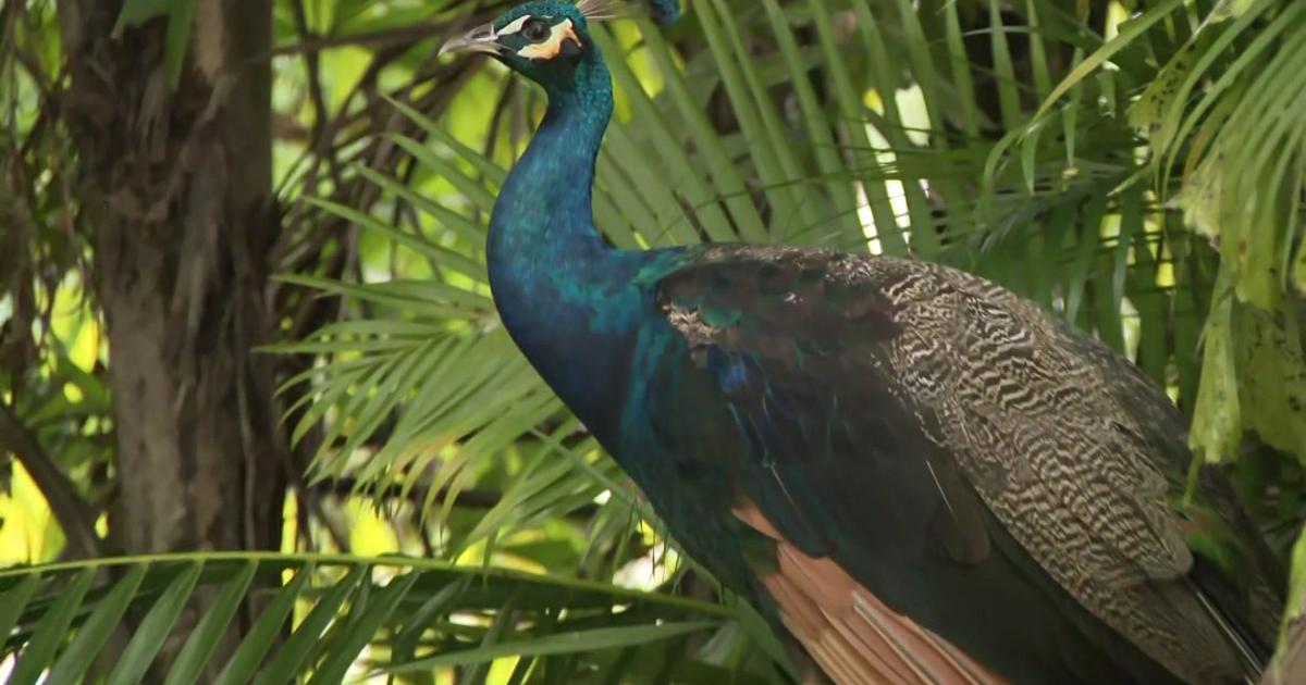 Село в района на Маями планира вазектомия на пауни, за да се опита да ограничи популацията им
