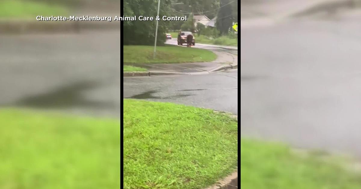 900-pound bull on the loose after escaping from its owner in North Carolina