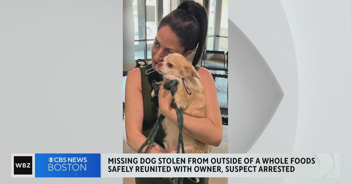 Stolen dog found, Boston woman arrested in his disappearance
