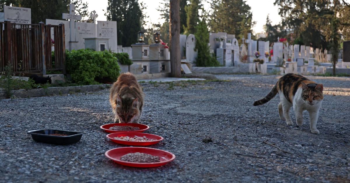 Котки в Кипър, лекувани с лекарство за COVID, тъй като вирусът убива хиляди на острова