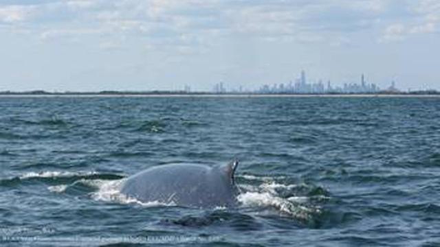 nyc-whale.jpg 