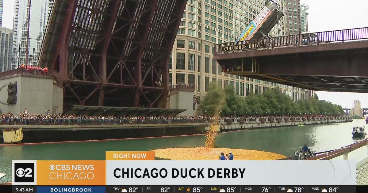 Chicago Ducky Derby splashing down on Thursday CBS Chicago