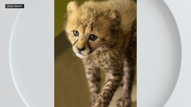 Meet the newest cheetah cub and ambassador at Zoo Miami