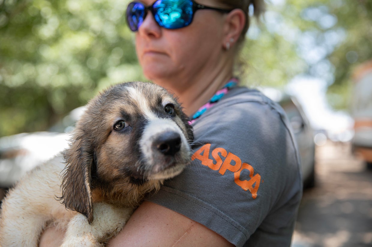 ASPCA, police rescue 130+ dogs, cows from property outside Dallas - CBS ...