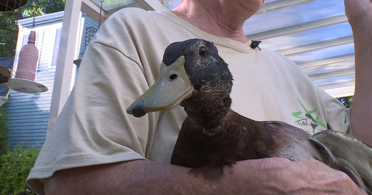 The Adventures of Duckleberry Finn: Abandoned, injured duck on his way to clean bill of health thanks to East Sacramento neighbors