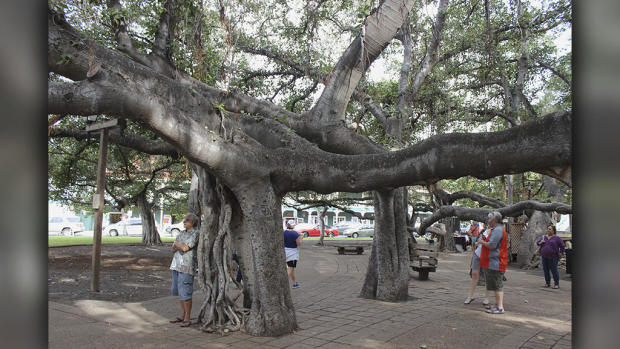 Banyan Tree - Lahaina - Hawaii 