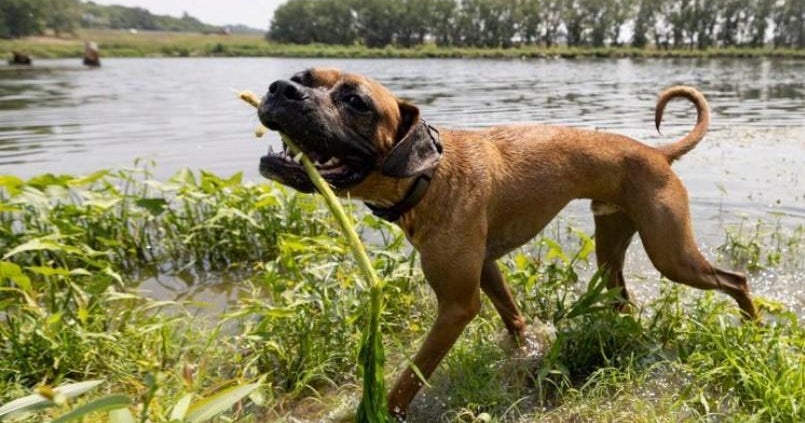 Meet Dustin: Approximately starved to loss of life, doggy completes remarkable restoration