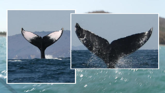 whale-flukes-1920-2203257-640x360.jpg 