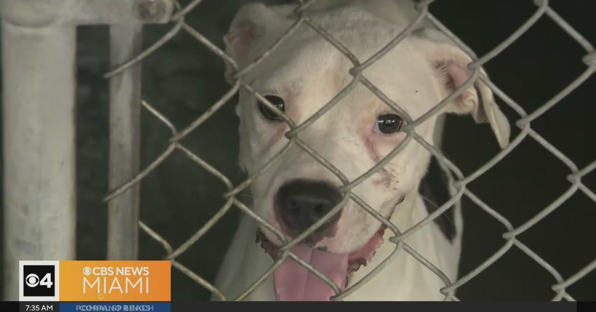 Animal legal rights advocates protested exterior Miami-Dade animal solutions facility in Medley Animal legal rights advocates protested exterior Miami-Dade animal solutions facility in Medley