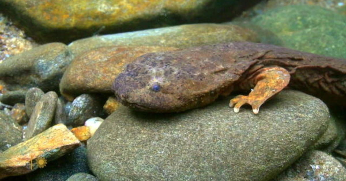 Nature: Hellbenders