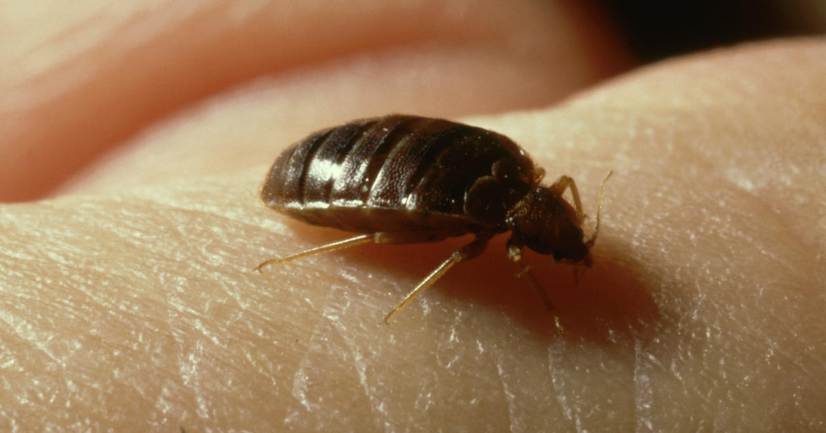 Paris is having a bedbug outbreak. Here's expert advice on how to protect yourself while traveling.