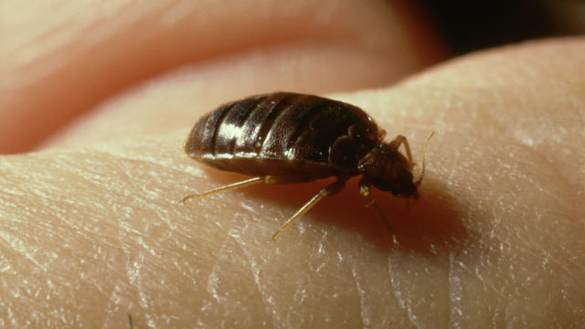 bedbug: cimex lectularius  taking blood  uk 