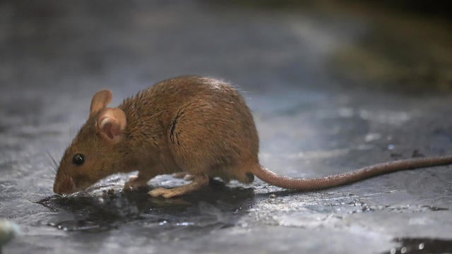 Close-up of  brown rat/rodent 