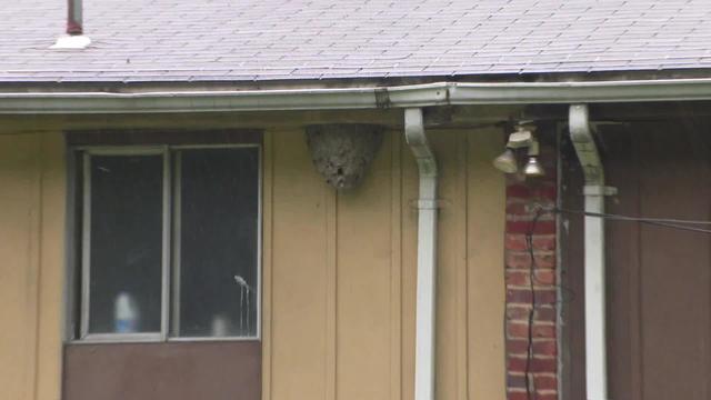 Wilkinsburg hornet's nest 