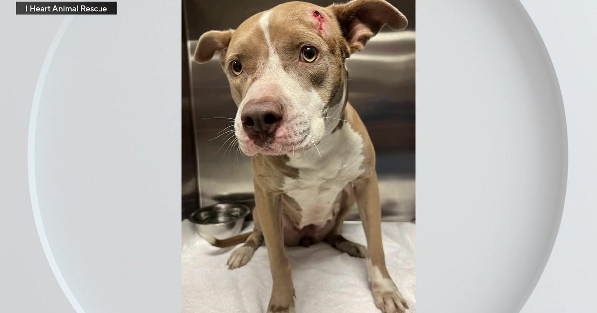 Police lookup for particular person who shot dog in North Miami Police lookup for particular person who shot dog in North Miami