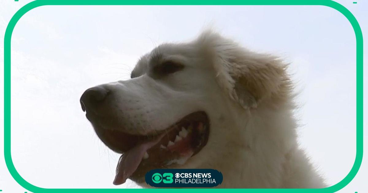 Puppy reunited with family in Delaware after going missing during last week’s storms