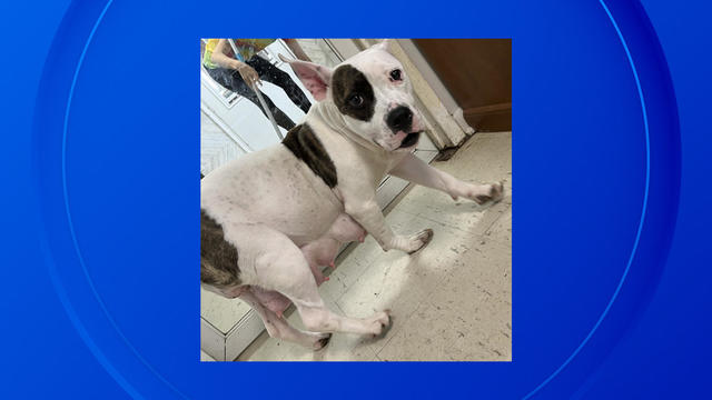 Monroe County Sheriff's Office search for man who tied dog to post 