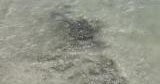 Low tide reveals fossilized beach around 100,000 years old in South Carolina