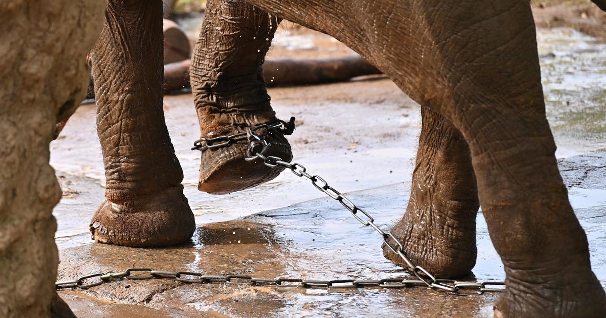 Activists campaign for shackled elderly zoo elephants to be released in Vietnam